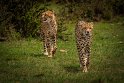 055 Masai Mara, jachtluipaarden